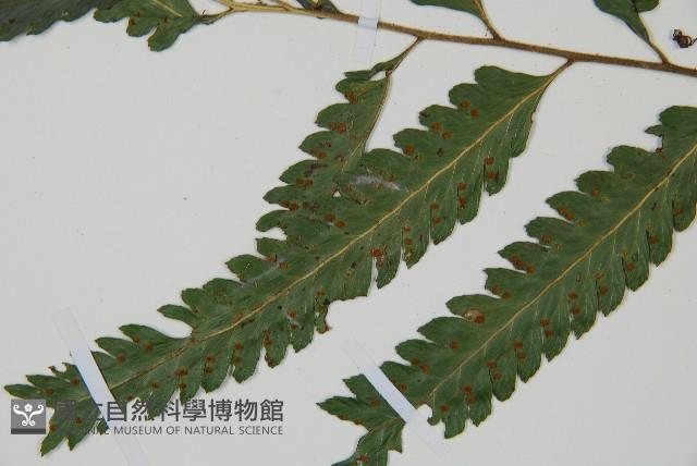 光葉鱗蓋蕨藏品圖，第4張