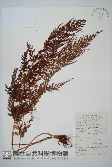 烏蕨藏品圖，第5張