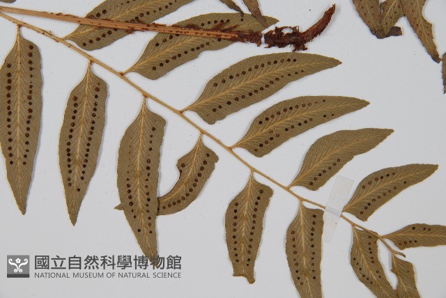 網脈耳蕨、柳葉蕨藏品圖，第5張
