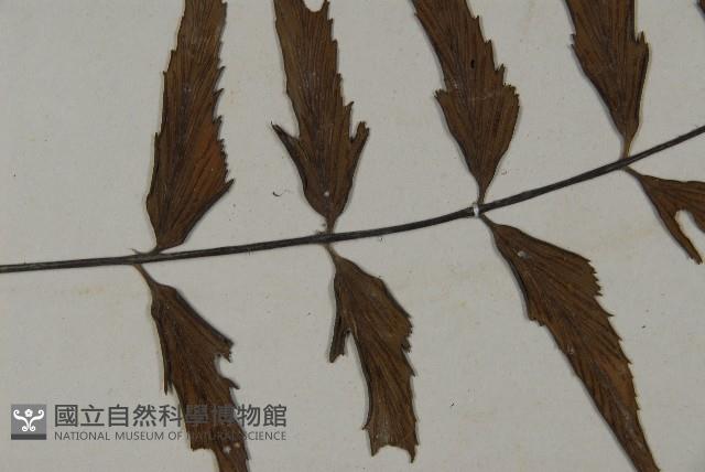 革葉鐵角蕨藏品圖，第4張