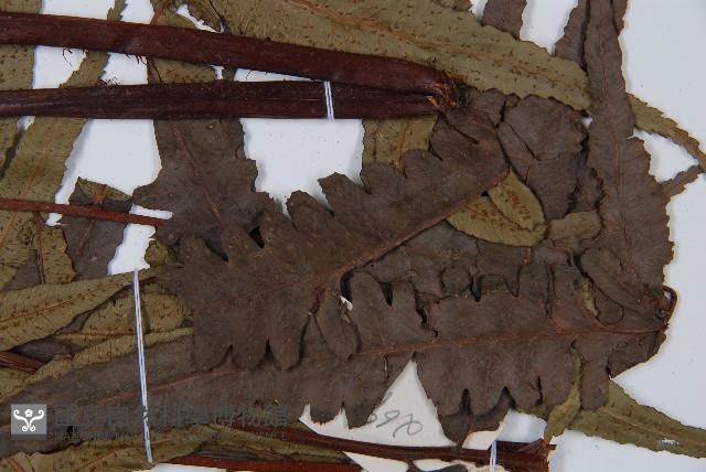 黑桫蕨藏品圖，第5張