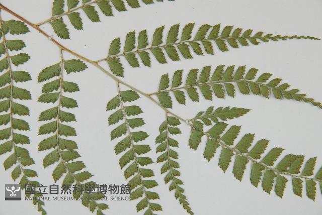斜方複葉耳蕨藏品圖，第5張