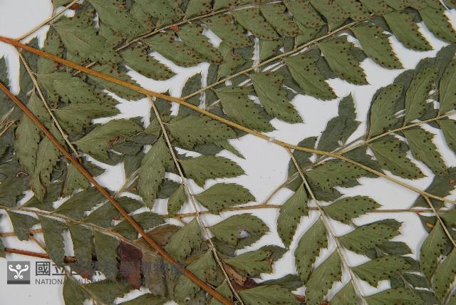 Accession Number:P006791 Collection Image, Figure 4, Total 5 Figures