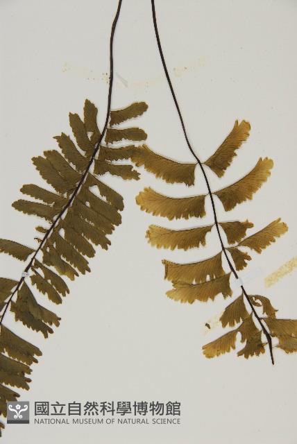 薄葉孔雀鐵角蕨、邊孢鐵角蕨藏品圖，第5張