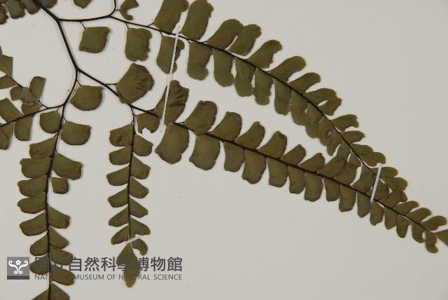 扇葉鐵線蕨藏品圖，第4張