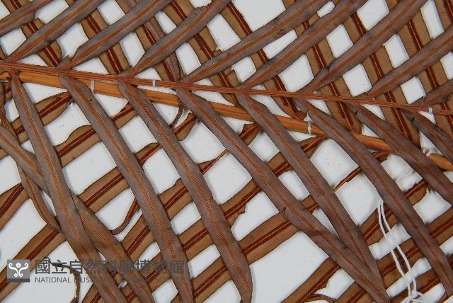 烏毛蕨藏品圖，第4張