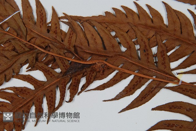 生芽狗脊蕨、頂芽狗脊蕨藏品圖，第5張