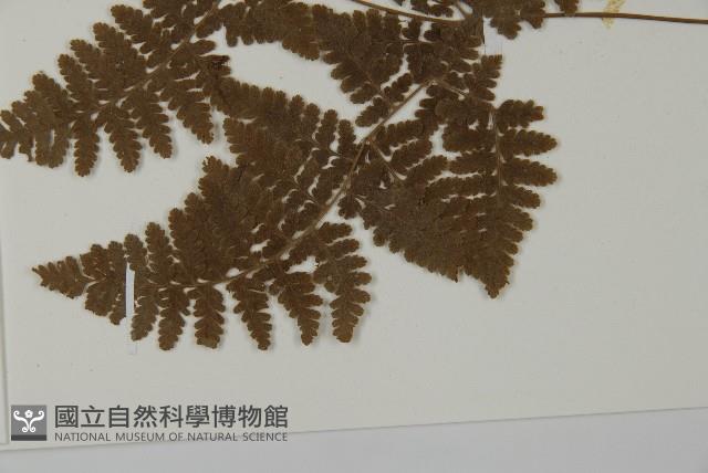 腫足蕨藏品圖，第5張