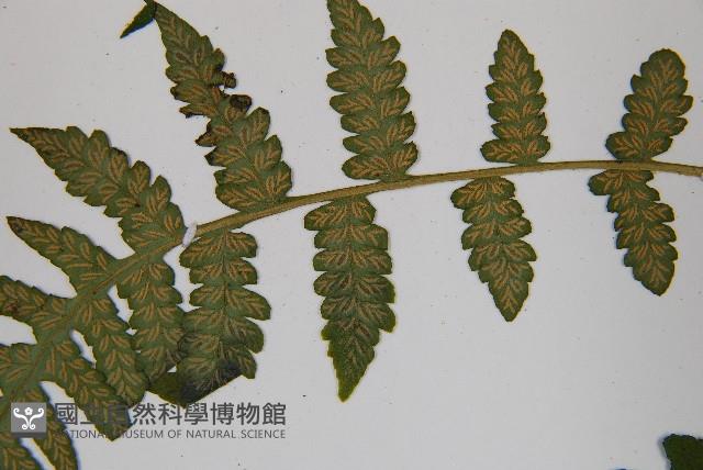 東洋蹄蓋蕨藏品圖，第5張