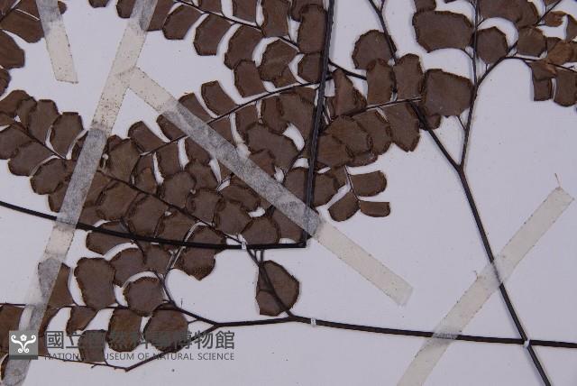 扇葉鐵線蕨藏品圖，第4張