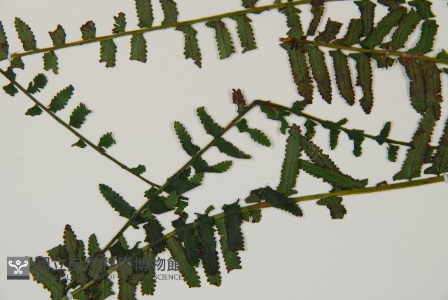 岩穴蕨藏品圖，第5張
