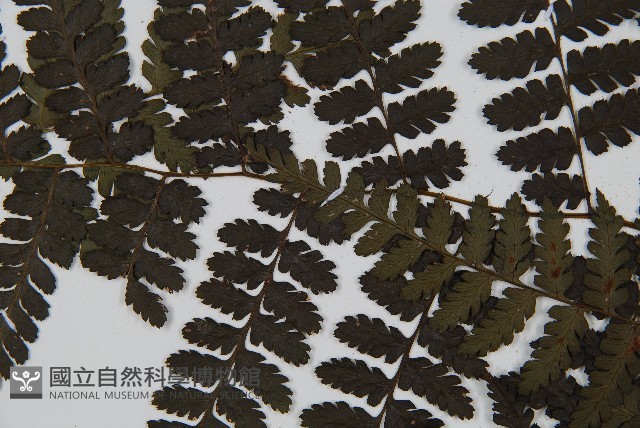 川上氏雙蓋蕨藏品圖，第5張