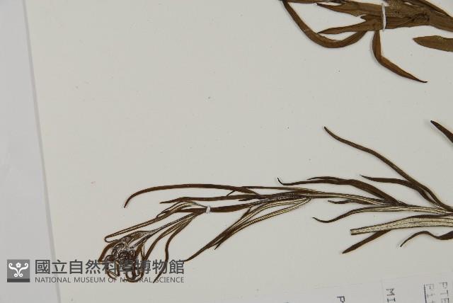 Accession Number:P008491 Collection Image, Figure 5, Total 5 Figures