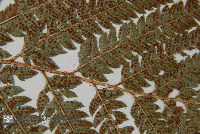 細葉複葉耳蕨藏品圖，第5張