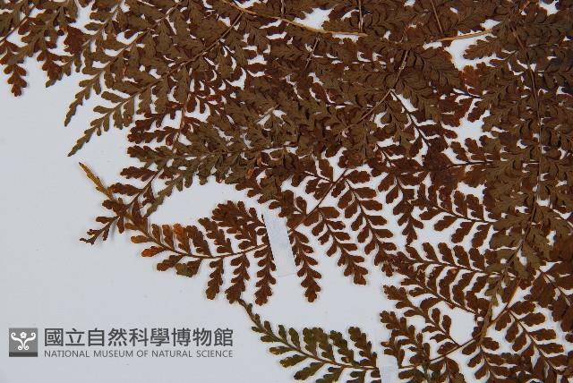 魚鱗蕨藏品圖，第5張