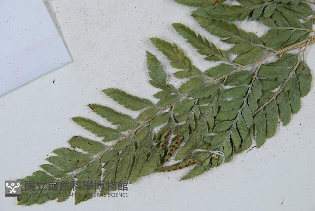 小葉複葉耳蕨藏品圖，第5張