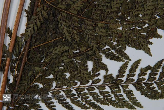 亞粗毛鱗蓋蕨藏品圖，第5張