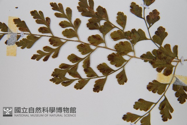 寬葉冷蕨藏品圖，第5張