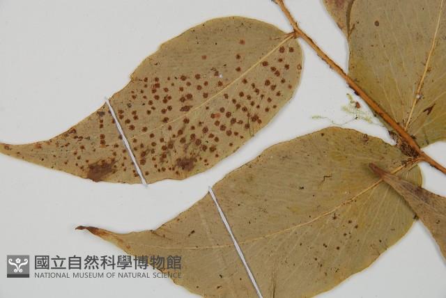 大葉貫眾蕨藏品圖，第5張