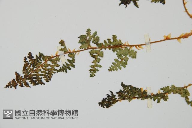 腺鱗毛蕨藏品圖，第4張