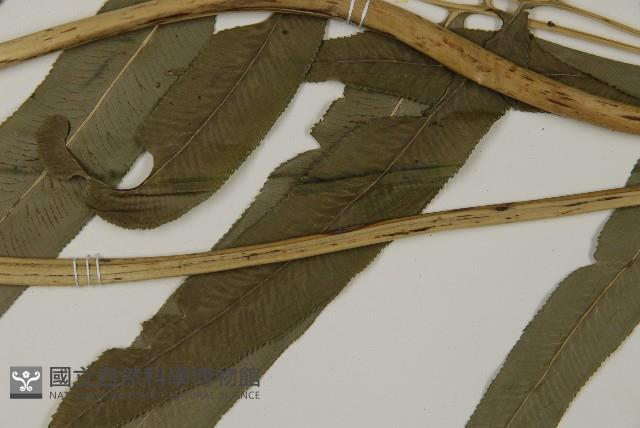 華鳳丫蕨藏品圖，第5張