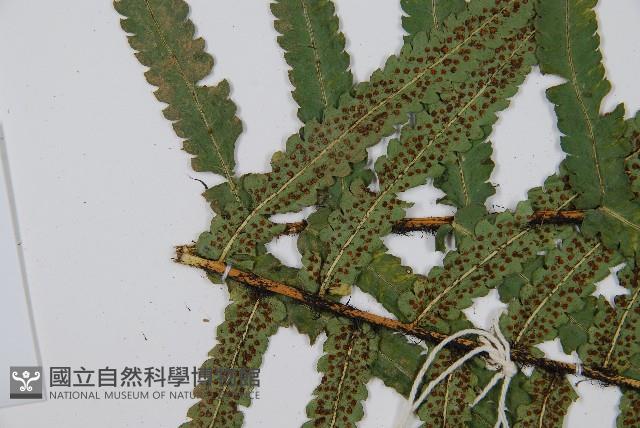 桫欏鱗毛蕨藏品圖，第5張