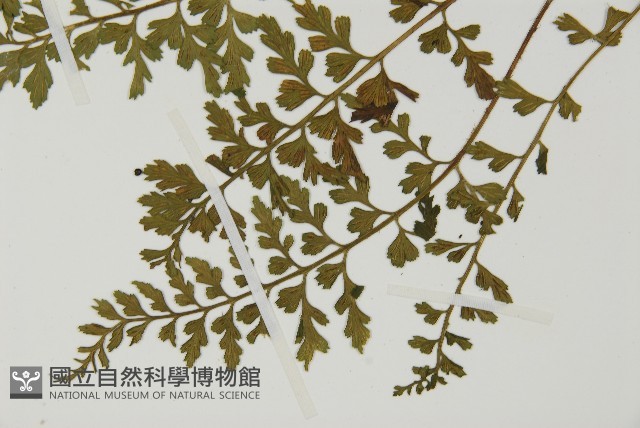 縮羽鐵角蕨藏品圖，第5張