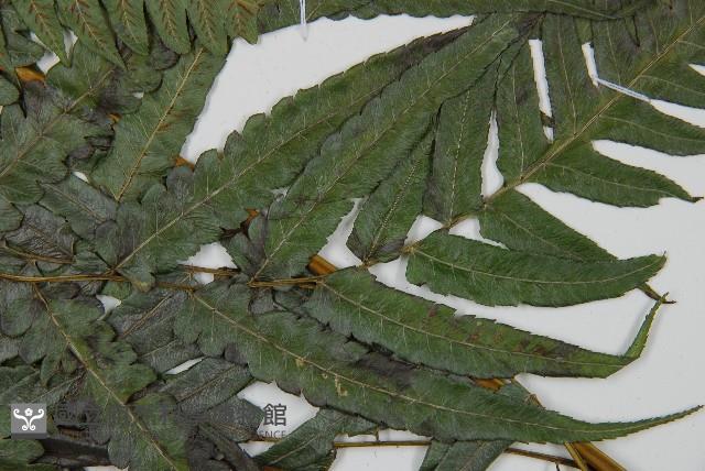 毛柄短腸蕨藏品圖，第5張