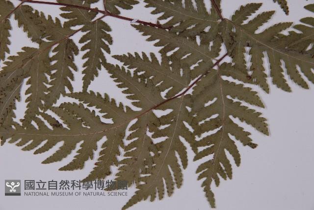 毛葉軸脈蕨藏品圖，第5張