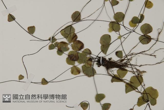 登錄號:P011731藏品圖，第5張