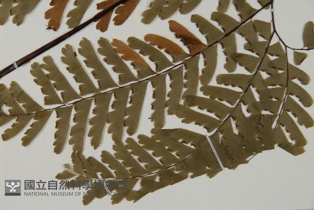 掌葉鐵線蕨藏品圖，第5張