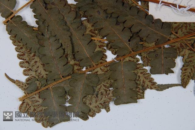 毛柄短腸蕨藏品圖，第5張