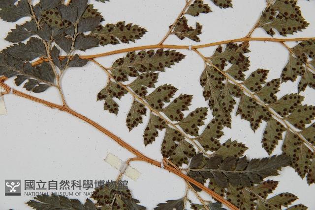 斜方複葉耳蕨藏品圖，第4張