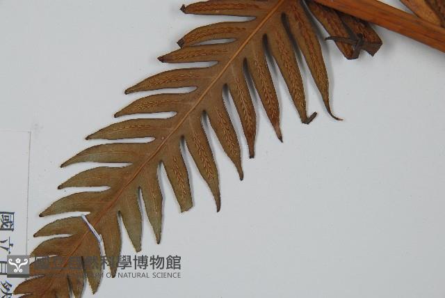 臺灣狗脊蕨藏品圖，第2張