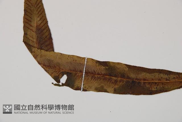 單葉雙蓋蕨藏品圖，第5張