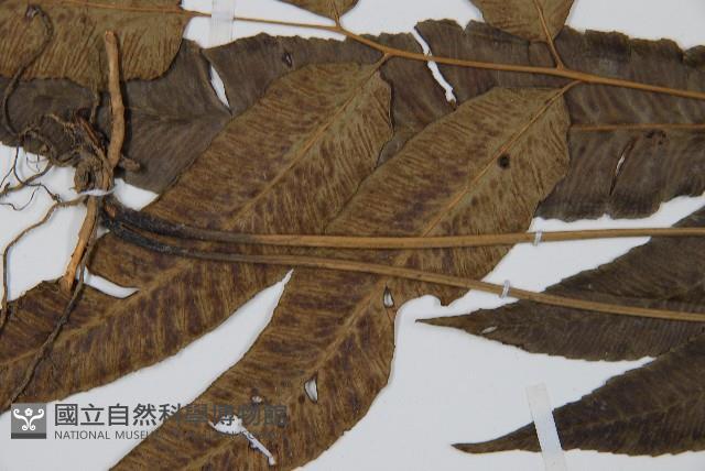 細柄雙蓋蕨藏品圖，第5張