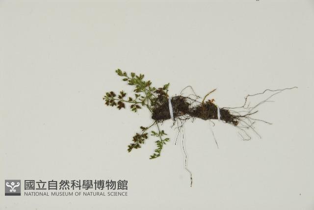 姬鐵角蕨藏品圖，第5張