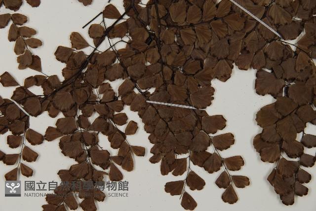扇葉鐵線蕨藏品圖，第4張