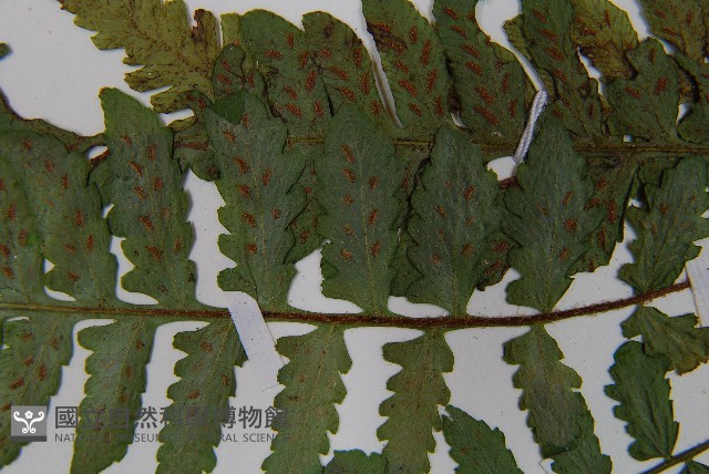 東洋蹄蓋蕨藏品圖，第5張