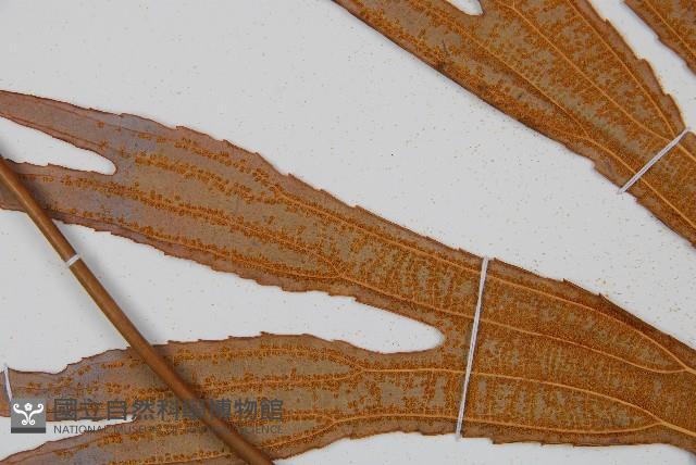 雙扇蕨藏品圖，第5張