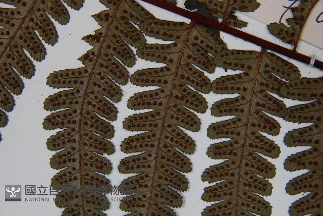 黑桫蕨藏品圖，第5張