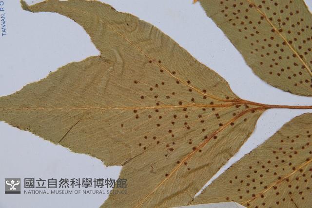細齒貫眾蕨藏品圖，第5張