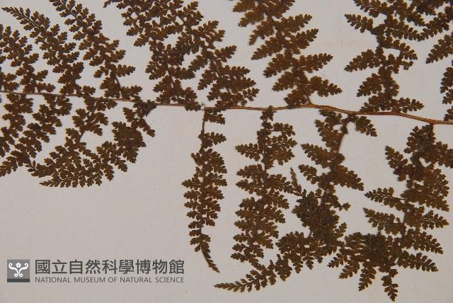 稀子蕨藏品圖，第5張