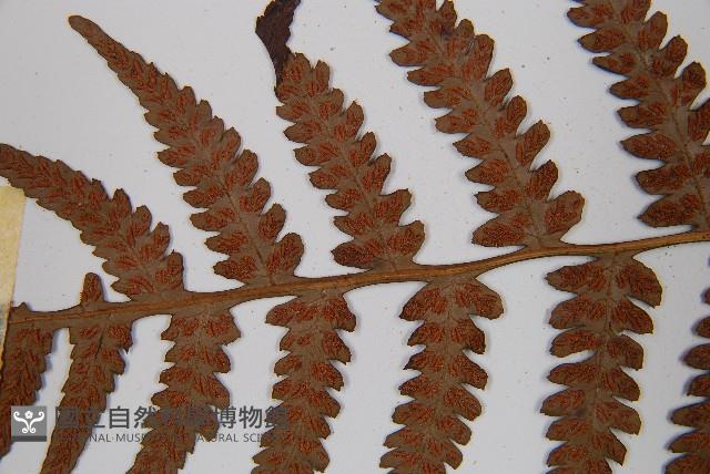 假蹄蓋蕨、東洋蹄蓋蕨藏品圖，第5張