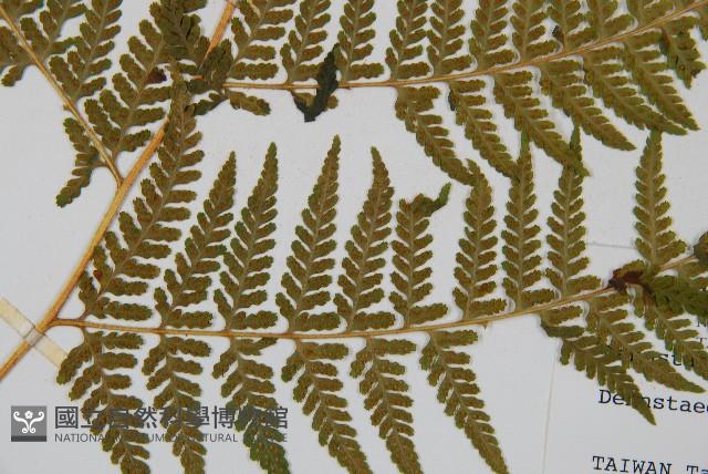 司氏碗蕨藏品圖，第8張