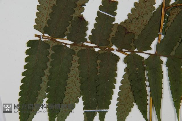 臺灣雙蓋蕨藏品圖，第5張