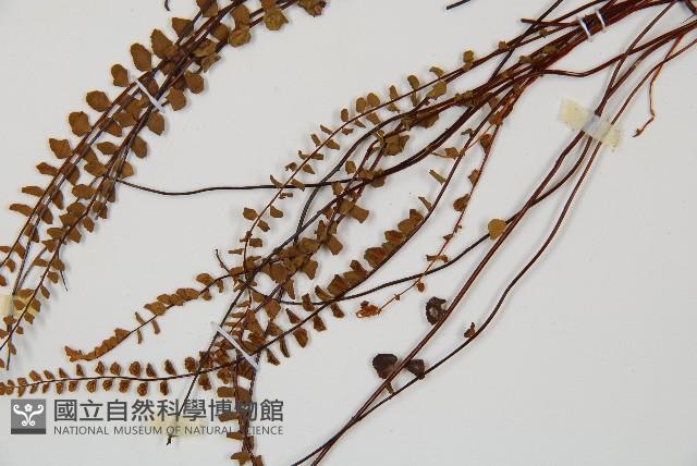 鐵角蕨藏品圖，第5張
