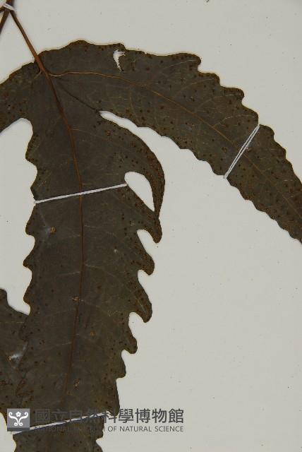 三叉蕨藏品圖，第5張