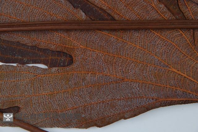 雙扇蕨藏品圖，第4張