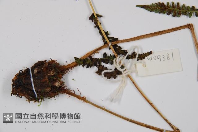 對生蹄蓋蕨藏品圖，第5張